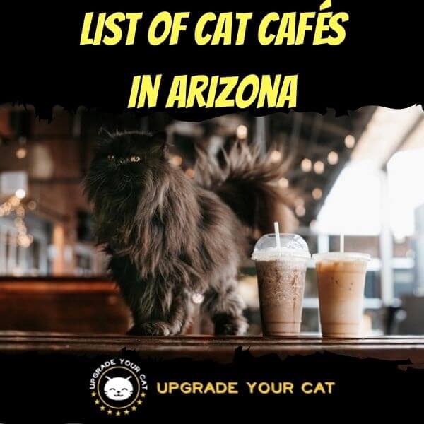 Cat Cafes in Arizona