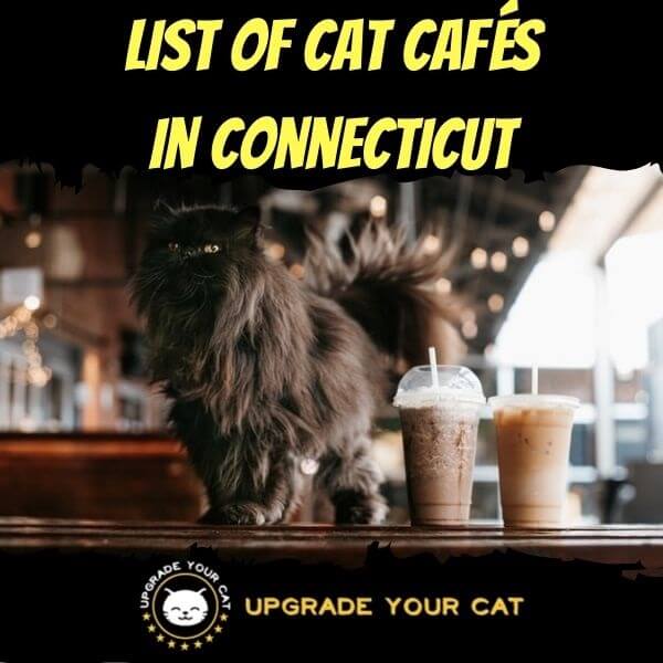 Cat Cafes in Connecticut