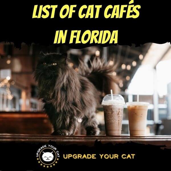 Cat Cafes in Florida
