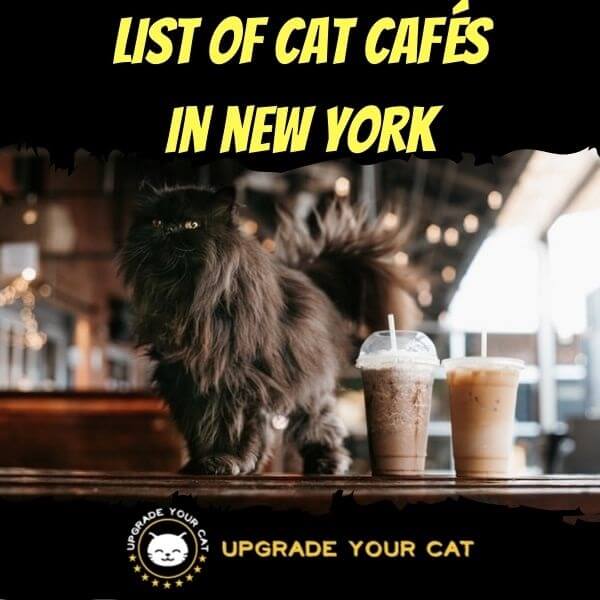 Cat Cafes in New York