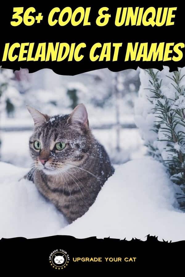 Icelandic Cat Names