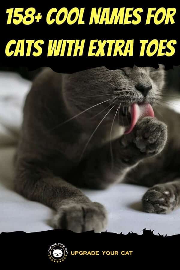 Names for Cats With Extra Toes