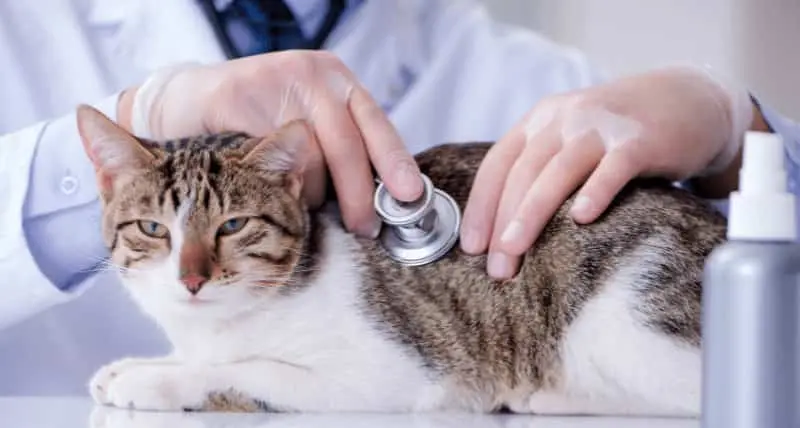 vet checking cat