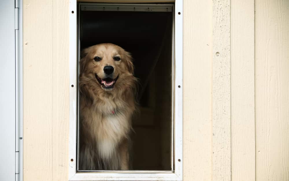 dog door