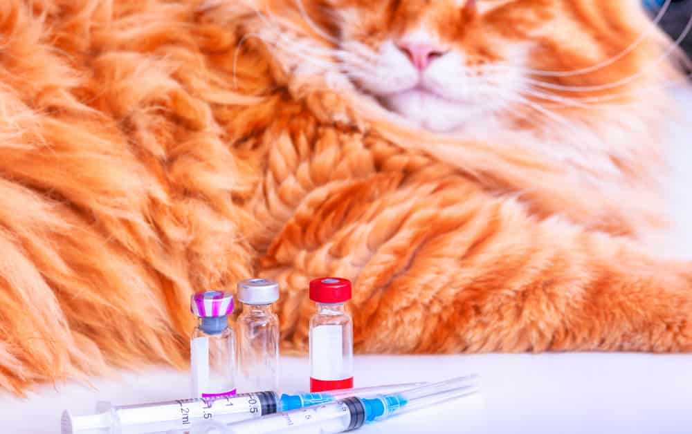What Shots do Indoor Cats need