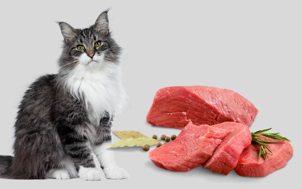 Can cats eat Raw Beef