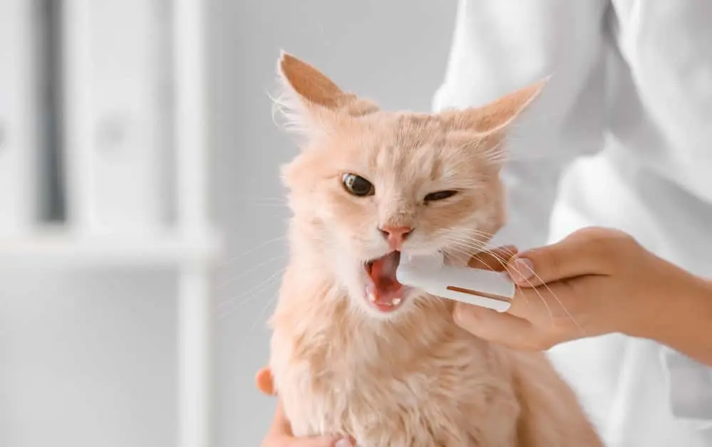dental problems in cats