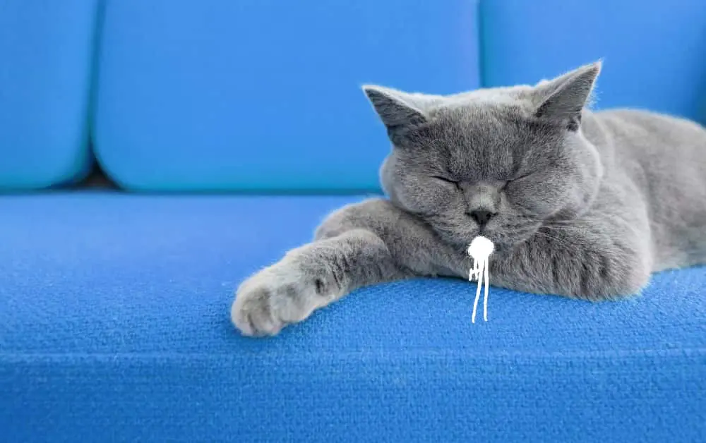 foam in the cat mouth