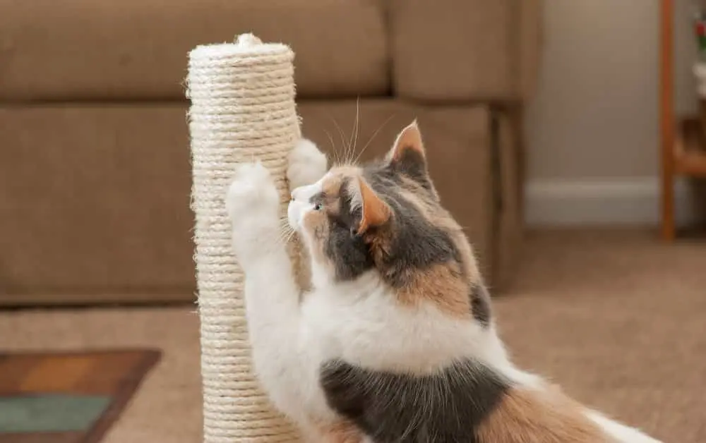 cat scratching 