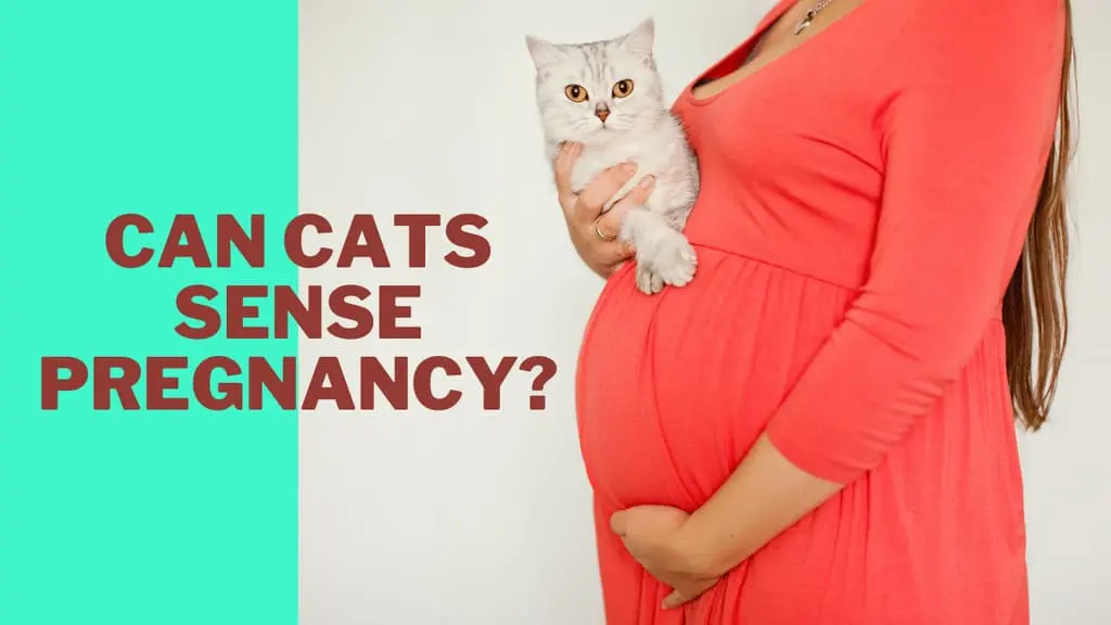 Do cats know when you are Pregnant