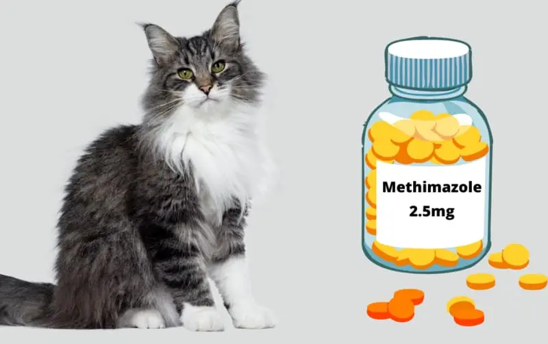 Methimazole for Cats