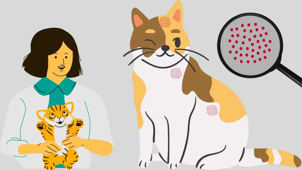 What Causes Hot spots on cats