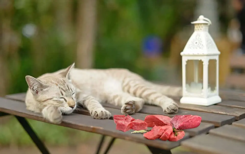 cat with raw meat