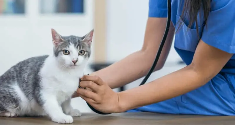 Heart Murmur in cats