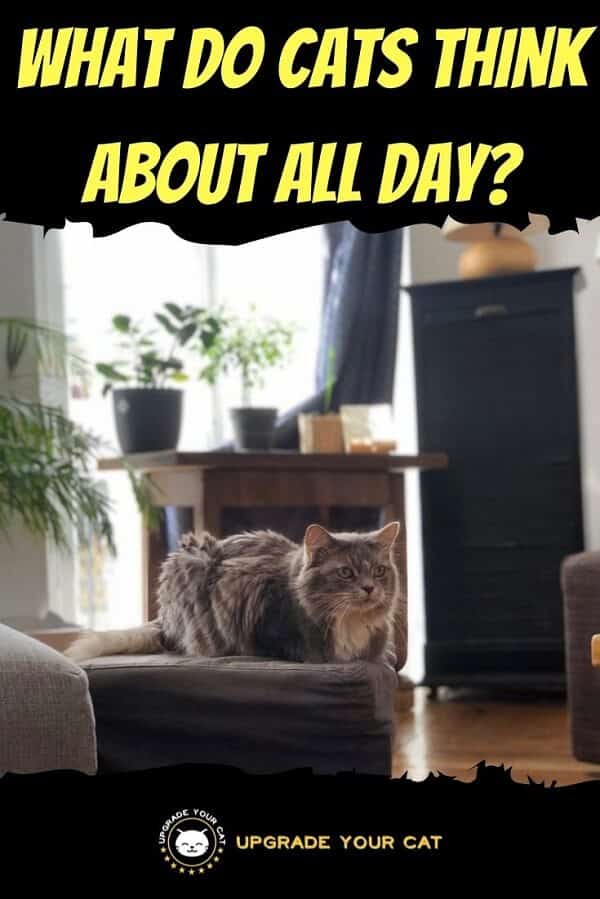 What Do Cats Think About All Day