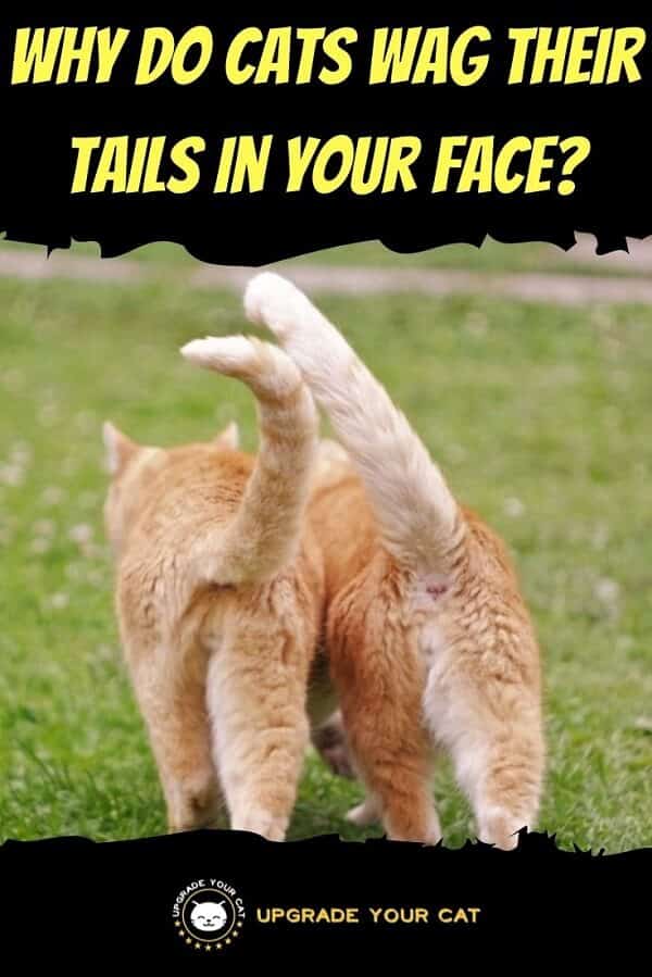 Why Do Cats Wag Their Tails in Your Face