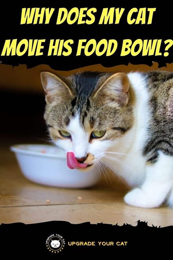 Why Does My Cat Move His Food Bowl
