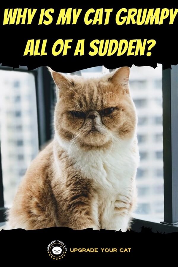 Why Is My Cat Grumpy All of A Sudden