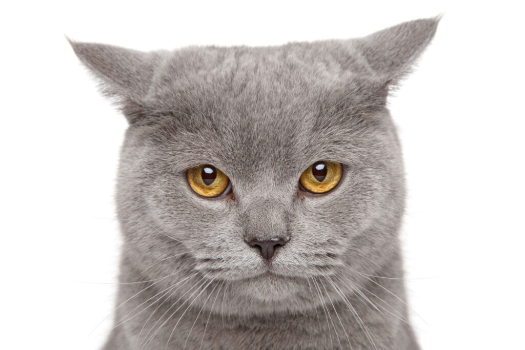 Angry British shorthair with yellow eyes