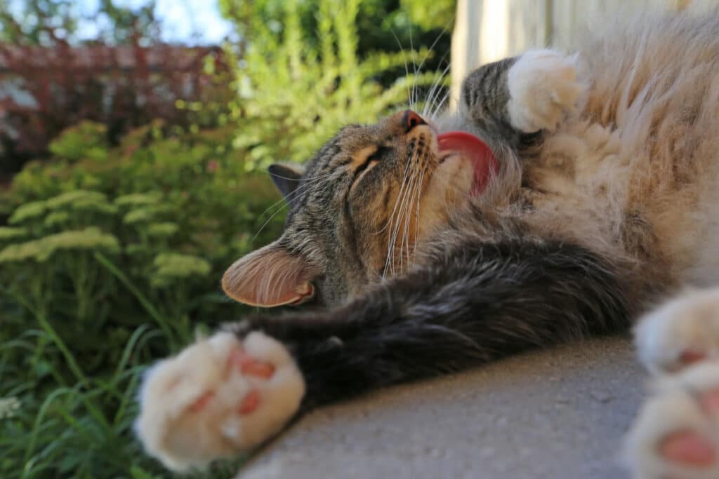 a cat grooming itself