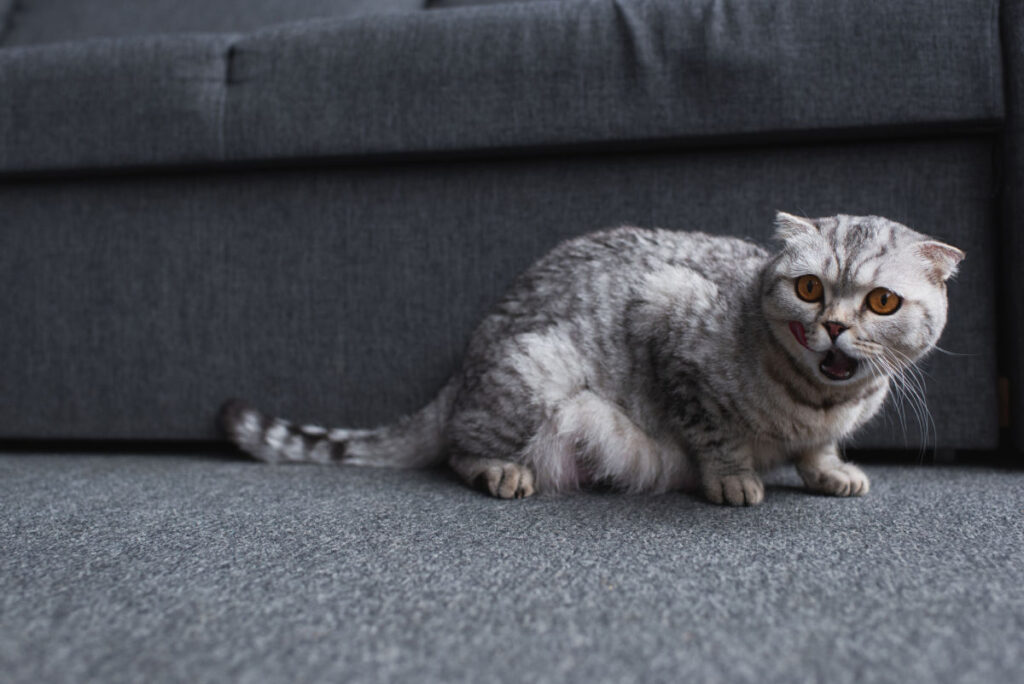 cat meowing by a couch. An anti meow collar can curb this behavior