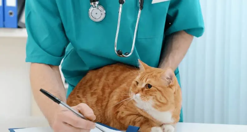 vet checking cat