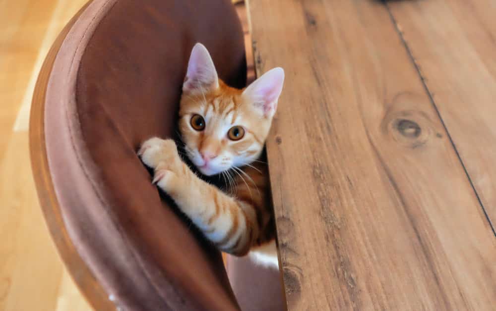 How to Stop Cats from Scratching Walls