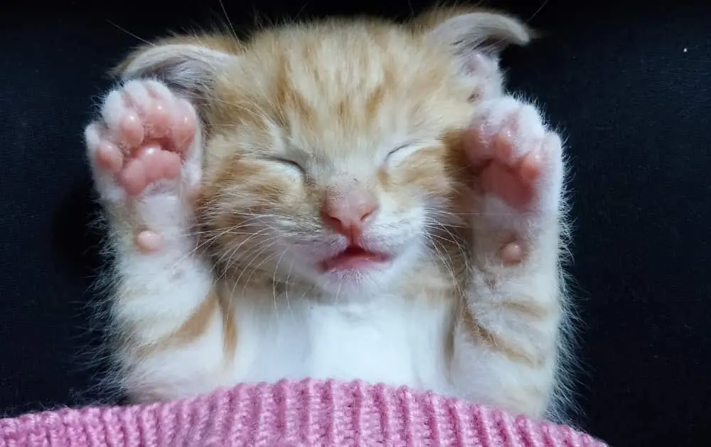 Why do cats not like their Paws Touched