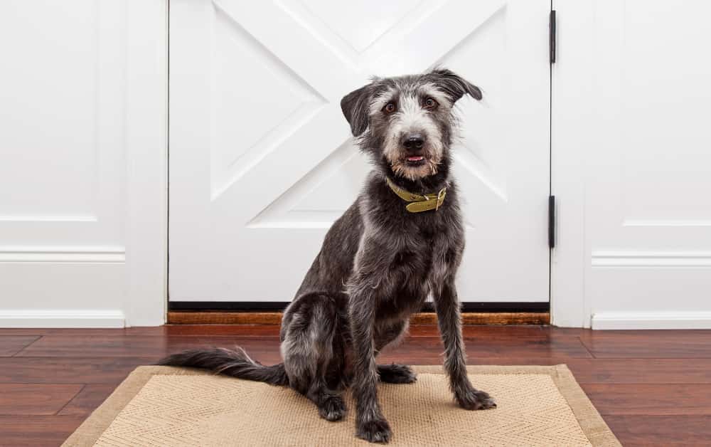How to keep cats from using Dog door