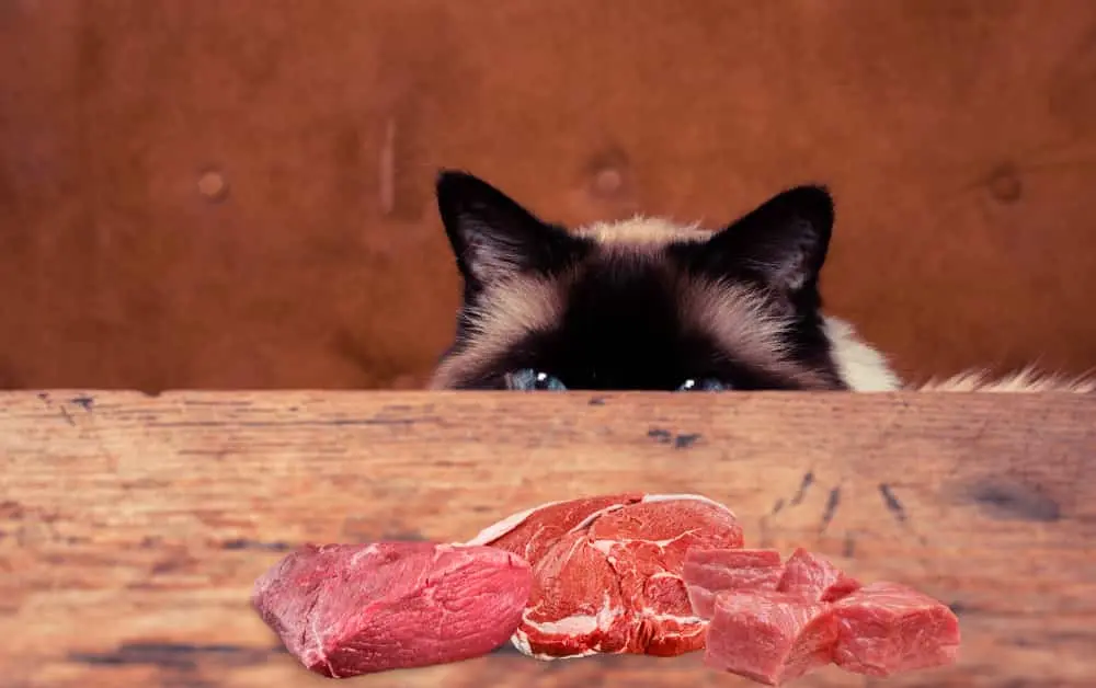 What happens if a cat eats Raw Beef?