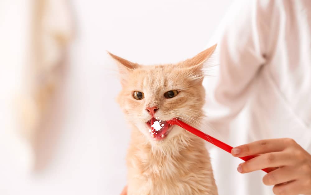 Why do Cats Foam at the Mouth