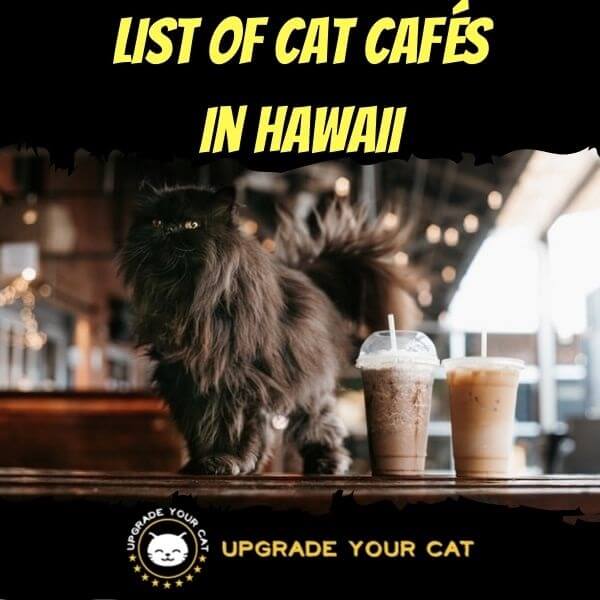 Cat Cafes in Hawaii