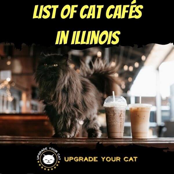 Cat Cafes in Illinois