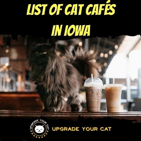 Cat Cafes in Iowa