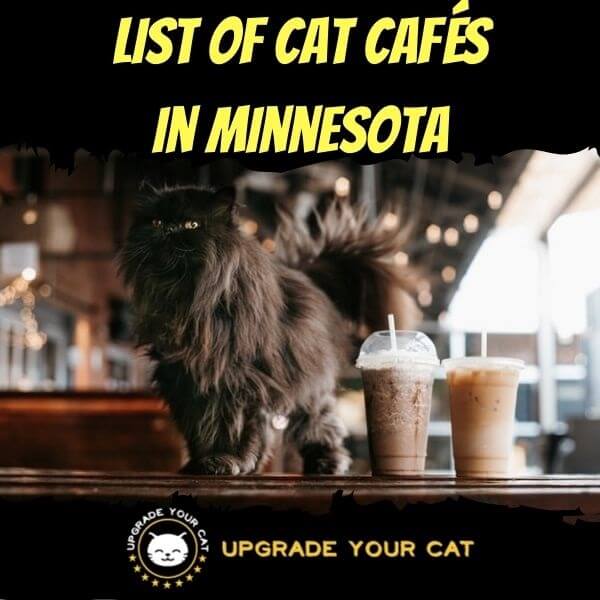 Cat Cafes in Minnesota