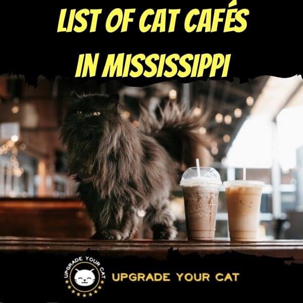 Cat Cafes in Mississippi