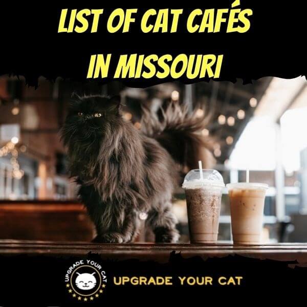 Cat Cafes in Missouri