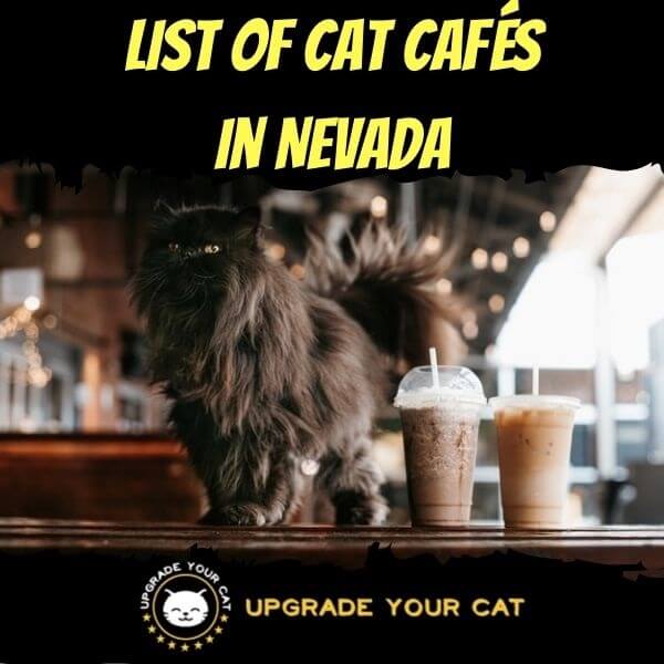 Cat Cafes in Nevada