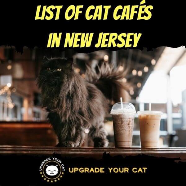 Cat Cafes in New Jersey