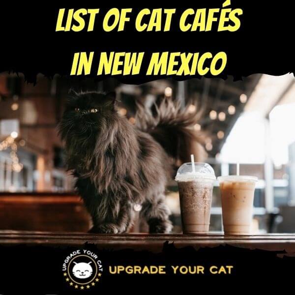Cat Cafes in New Mexico