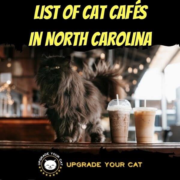 Cat Cafes in North Carolina
