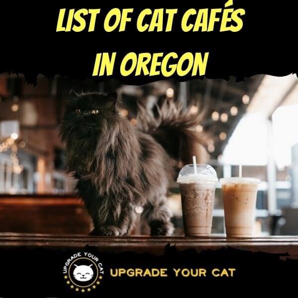Cat Cafes in Oregon