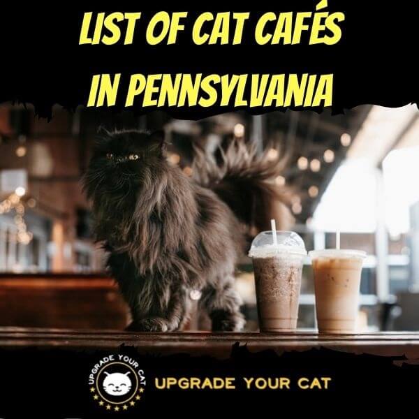 Cat Cafes in Pennsylvania