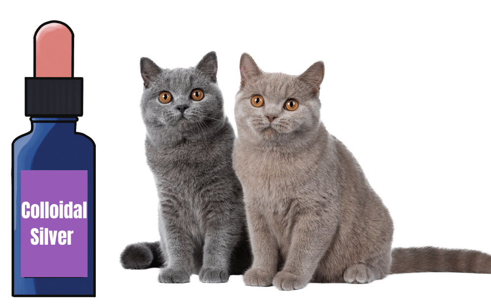 what is Colloidal silver for Cats