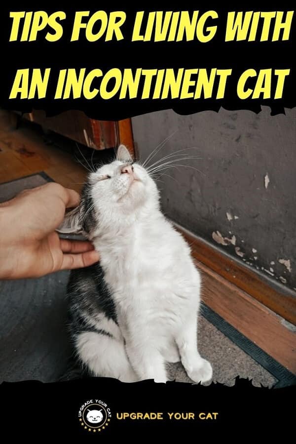 Living With an Incontinent Cat