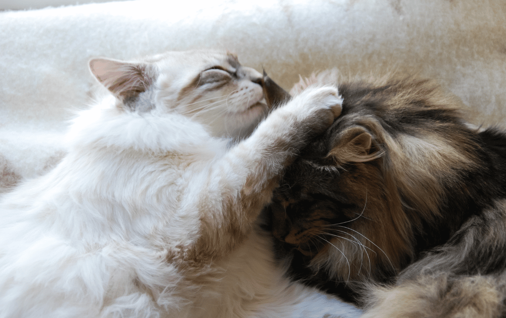 Why do cats lick each other's ears