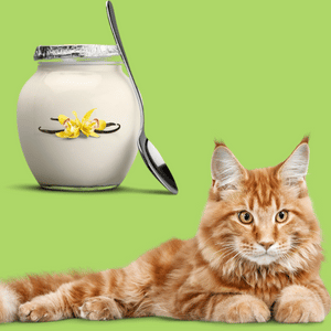 Vanilla yogurt for cats