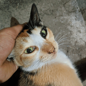 Cherry Eye in cats