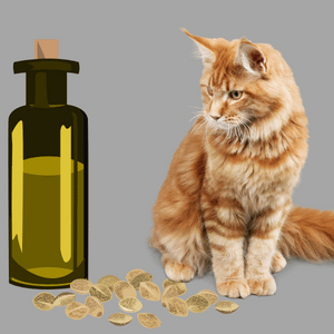 Hemp seeds for cats