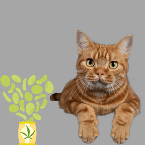 hemp oil for cats